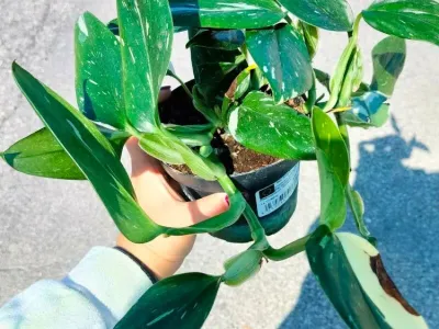 thumbnail monstera standleyana 'cobra'