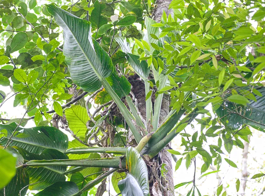 monstera standleyana plant showing characteristic features