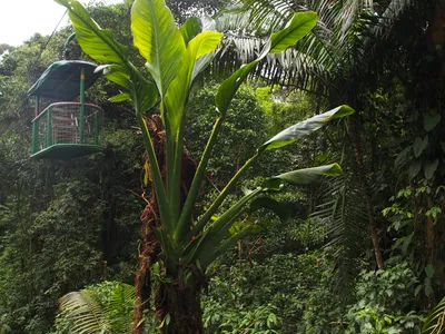 monstera standleyana thumbnail