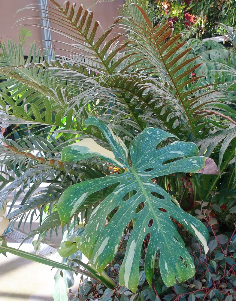 monstera thai constellation plant showing characteristic features