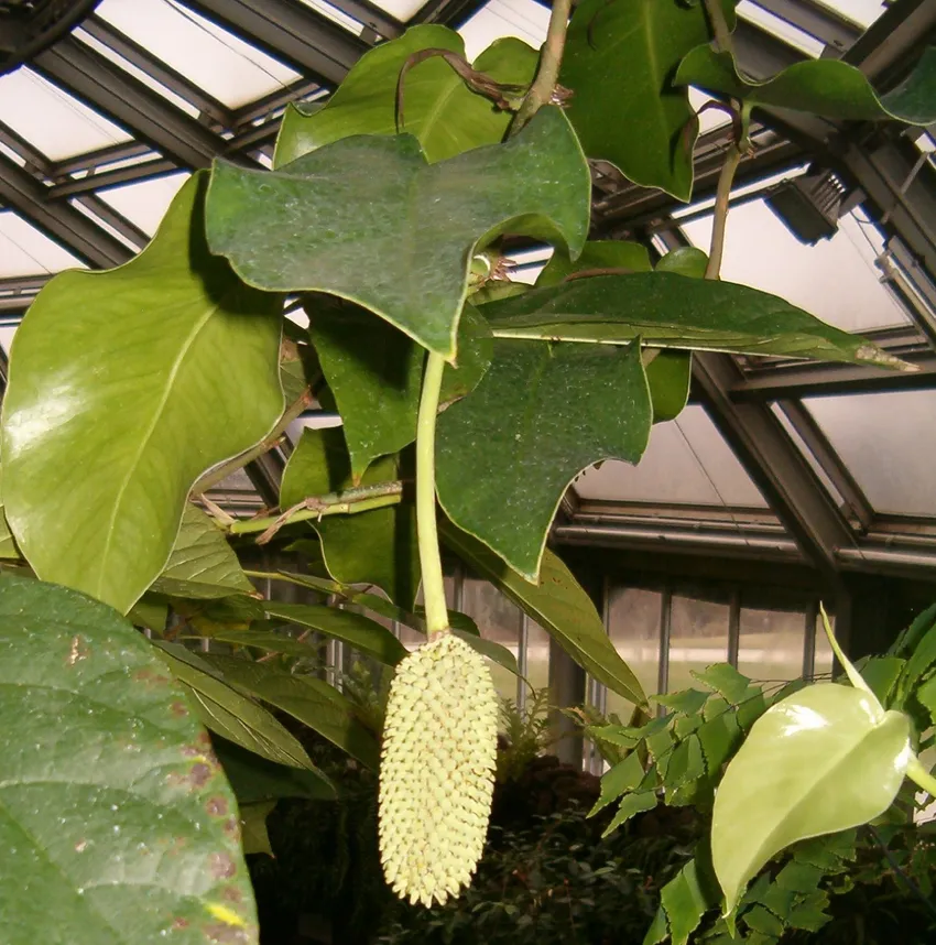 monstera tuberculata plant showing characteristic features