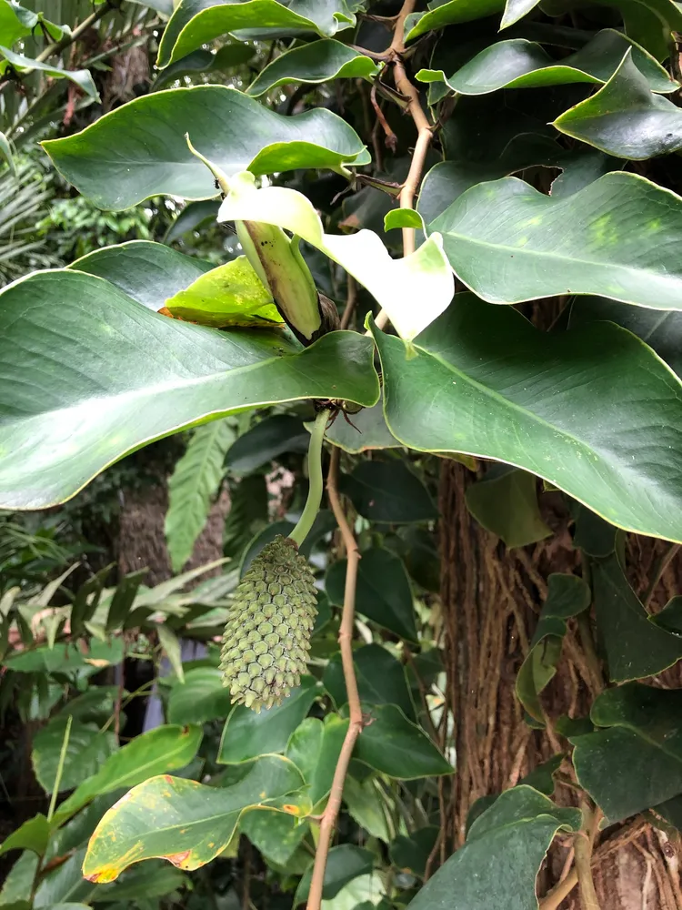 monstera tuberculata plant showing characteristic features