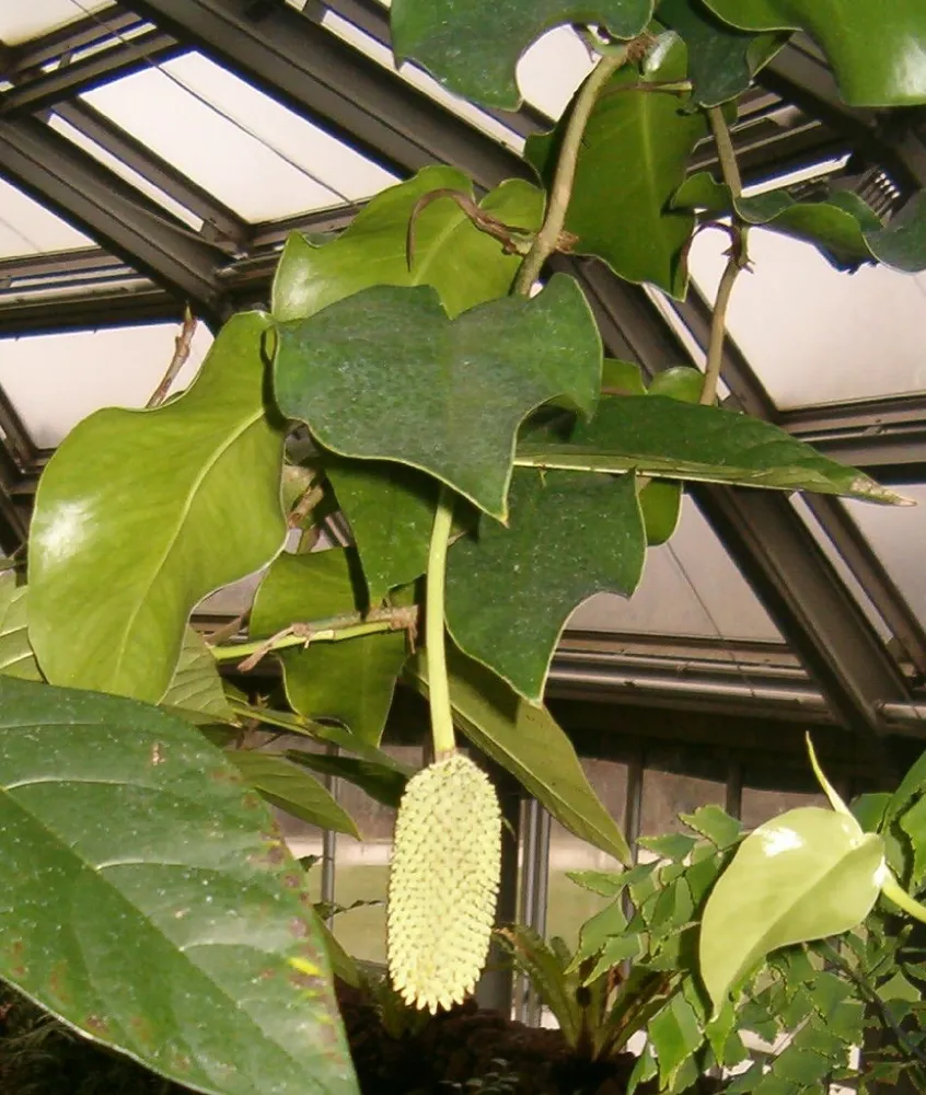 monstera tuberculata plant showing characteristic features