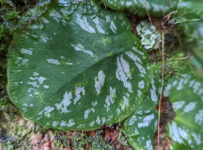 monstera tuberculata plant showing characteristic features