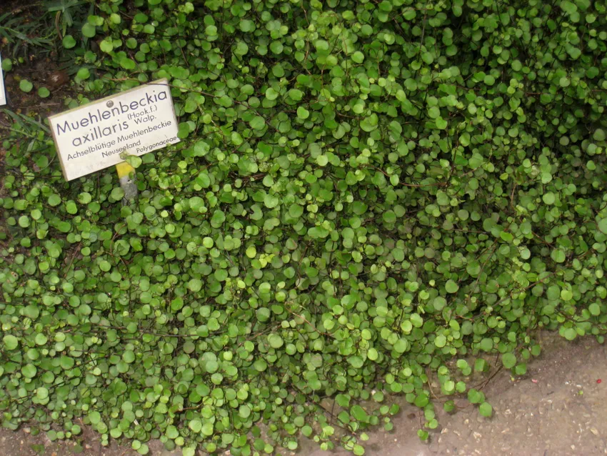 muehlenbeckia axillaris plant showing characteristic features