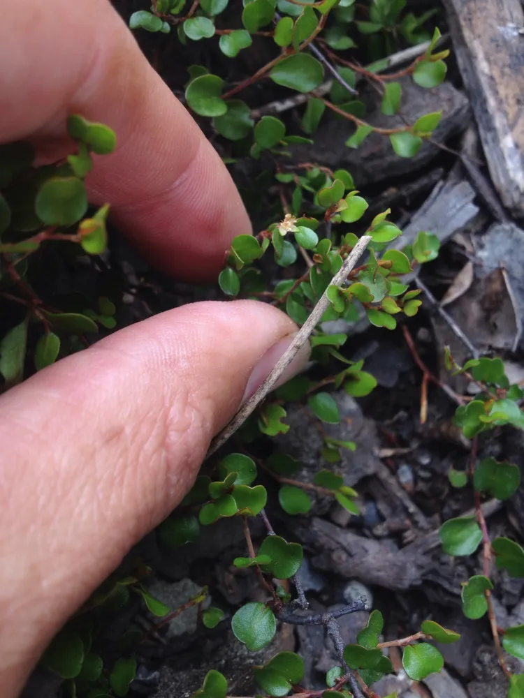 muehlenbeckia axillaris plant showing characteristic features