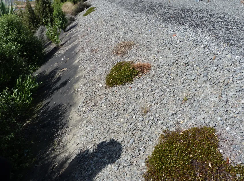muehlenbeckia axillaris plant showing characteristic features