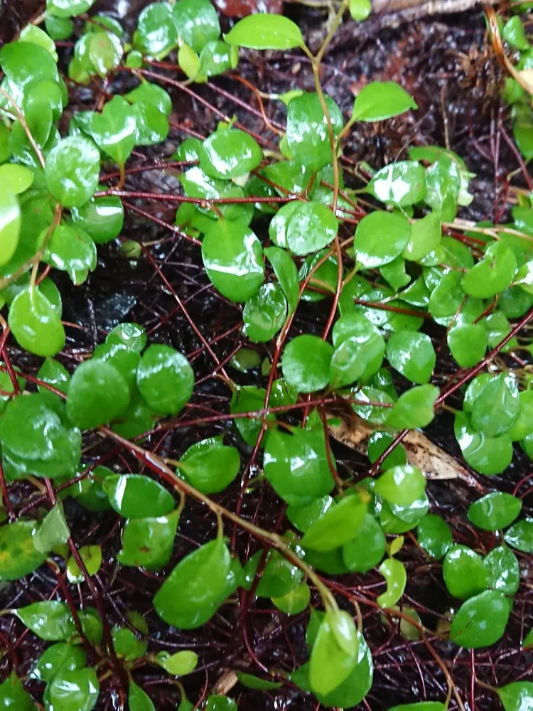 muehlenbeckia axillaris plant showing characteristic features
