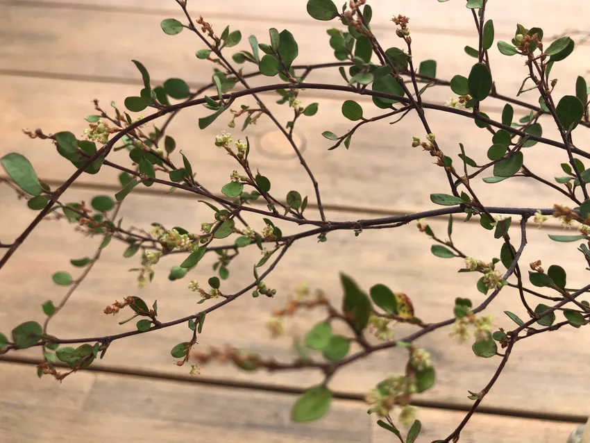 muehlenbeckia axillaris plant showing characteristic features