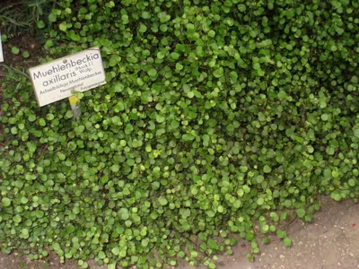 thumbnail muehlenbeckia axillaris