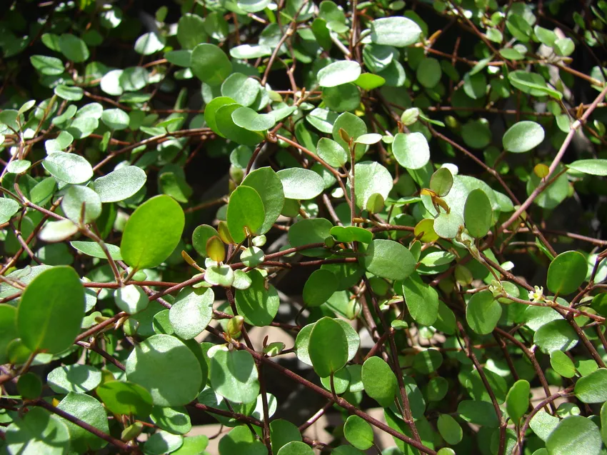 muehlenbeckia complexa plant showing characteristic features