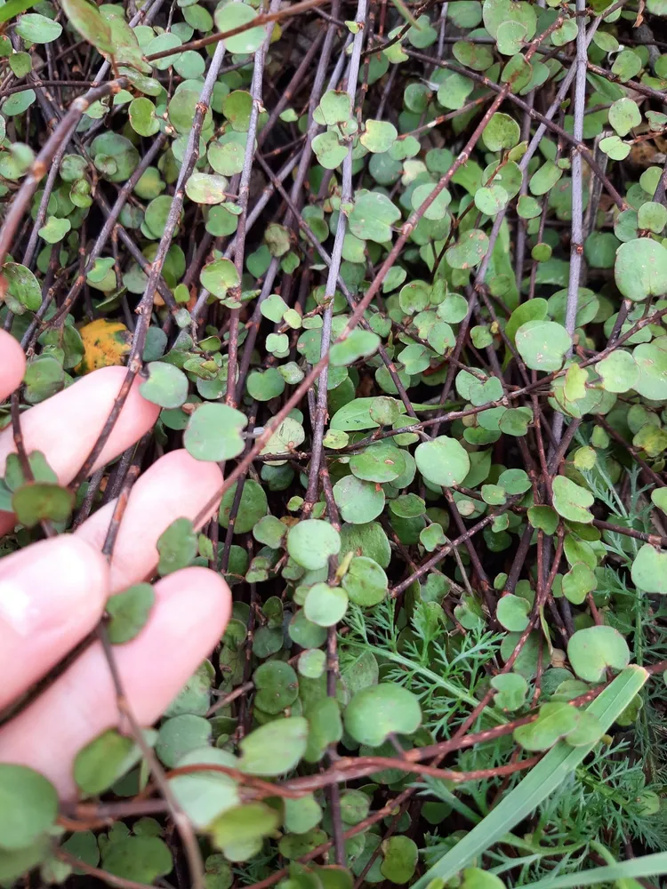 muehlenbeckia complexa plant showing characteristic features