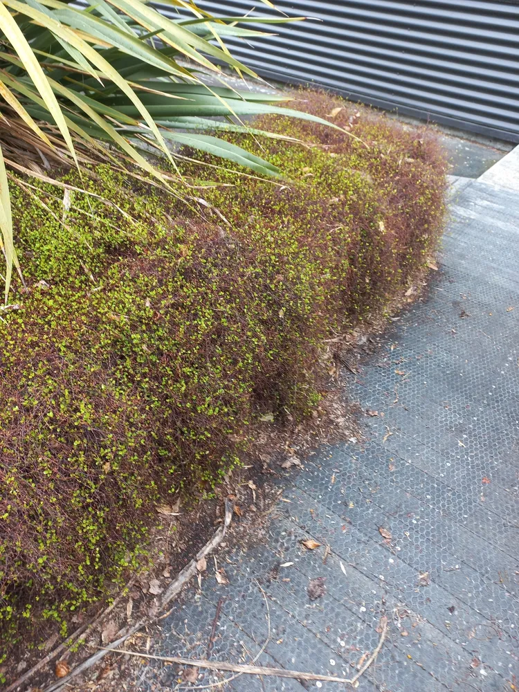 muehlenbeckia complexa plant showing characteristic features