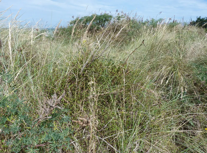 muehlenbeckia complexa plant showing characteristic features