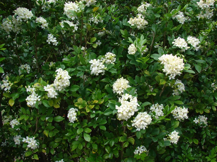 murraya paniculata plant showing characteristic features