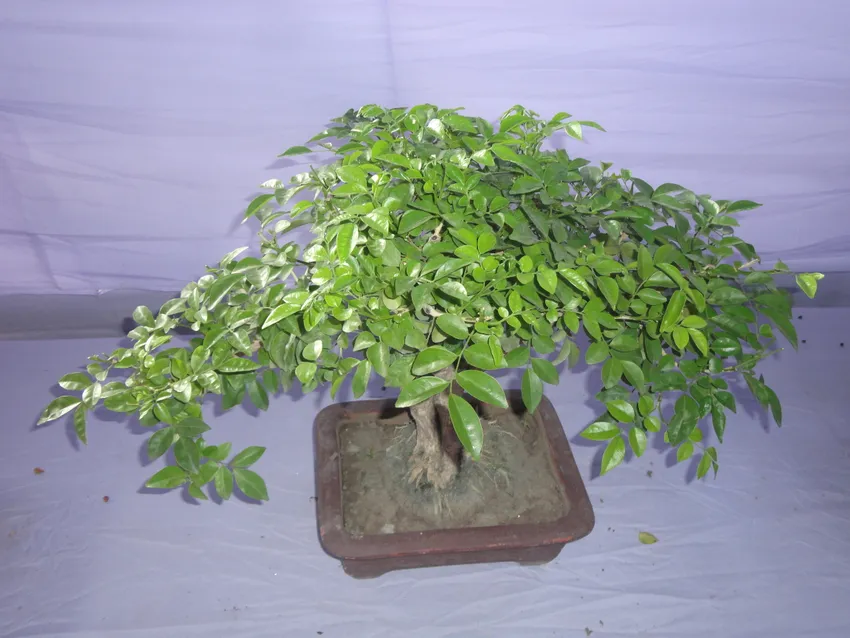 murraya paniculata plant showing characteristic features