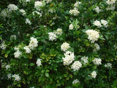 thumbnail murraya paniculata