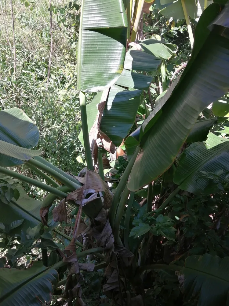 musa acuminata plant showing characteristic features