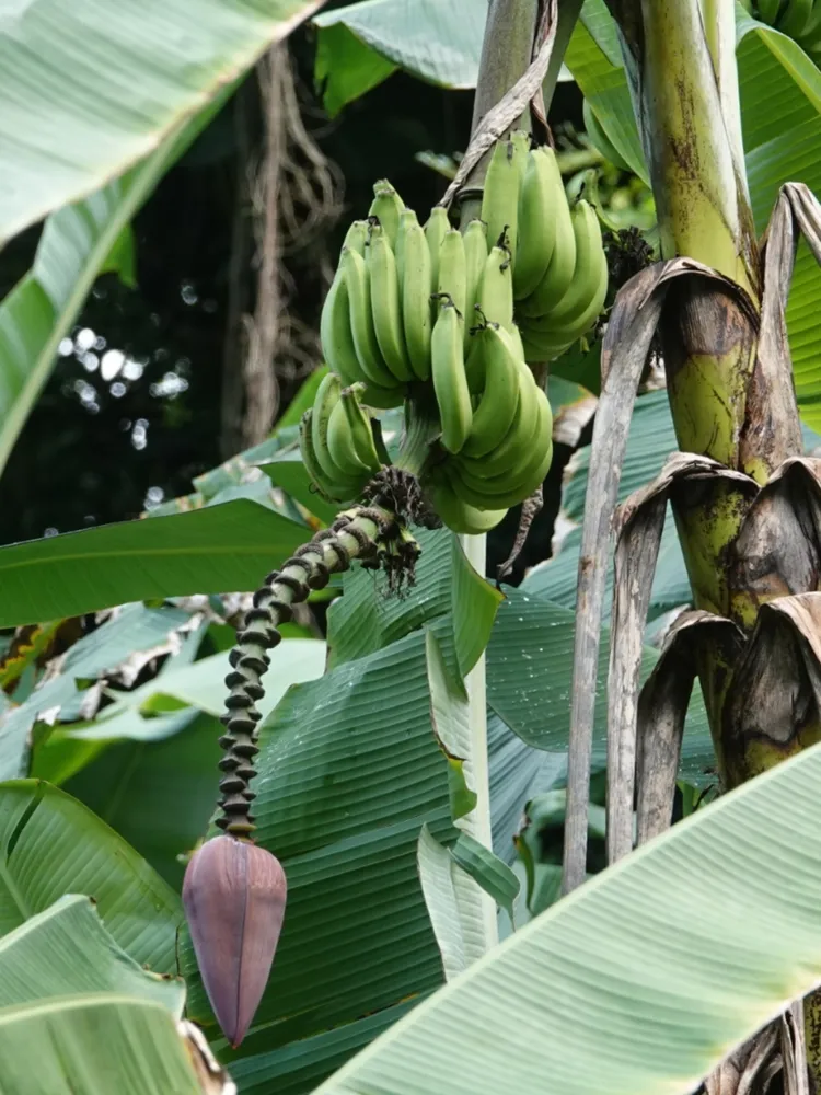 musa acuminata plant showing characteristic features