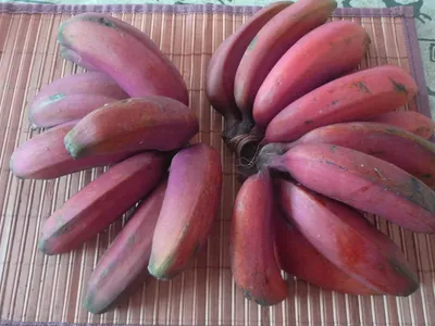 thumbnail musa acuminata