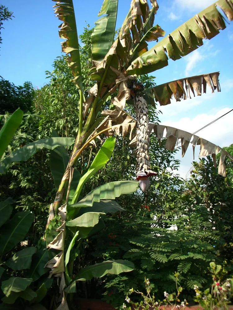 musa balbisiana plant showing characteristic features