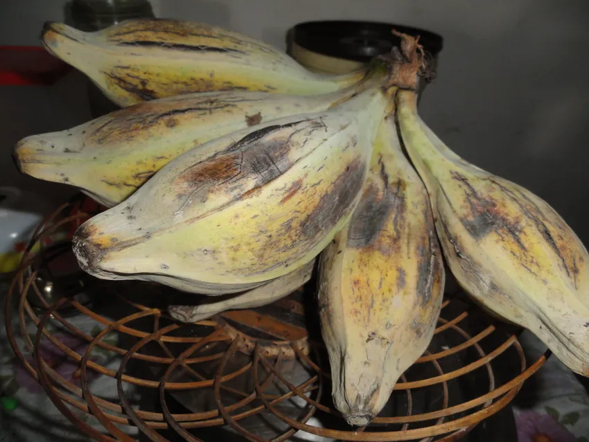musa balbisiana plant showing characteristic features