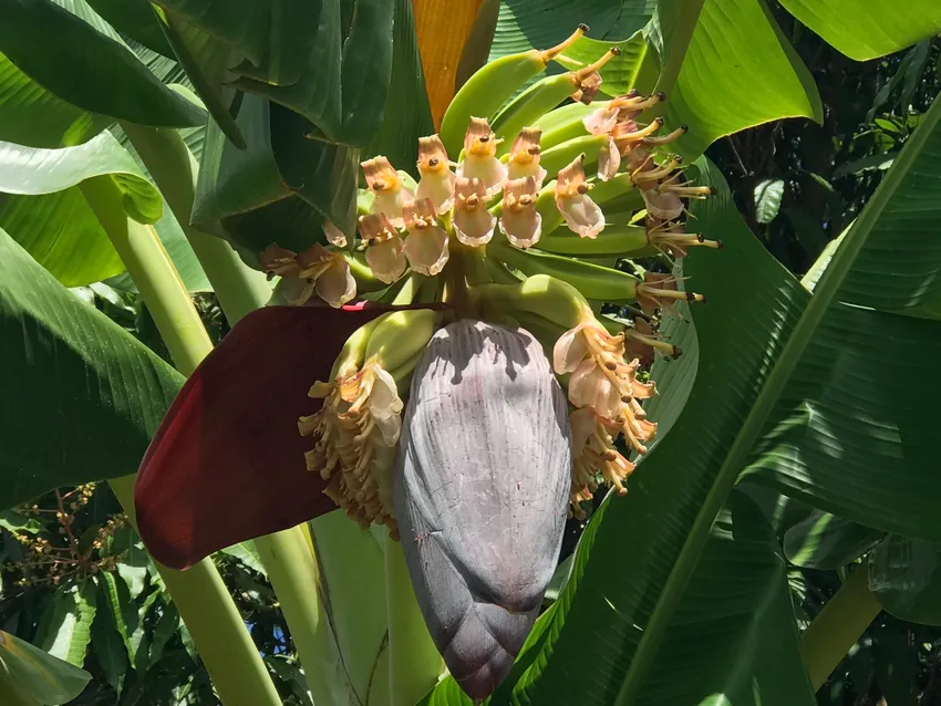 musa balbisiana plant showing characteristic features