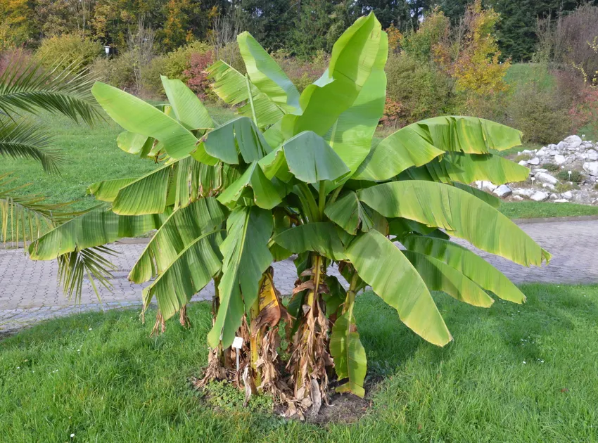 musa basjoo plant showing characteristic features