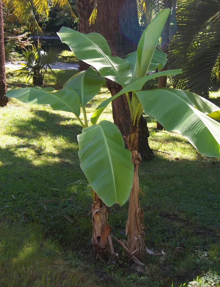 musa basjoo plant showing characteristic features