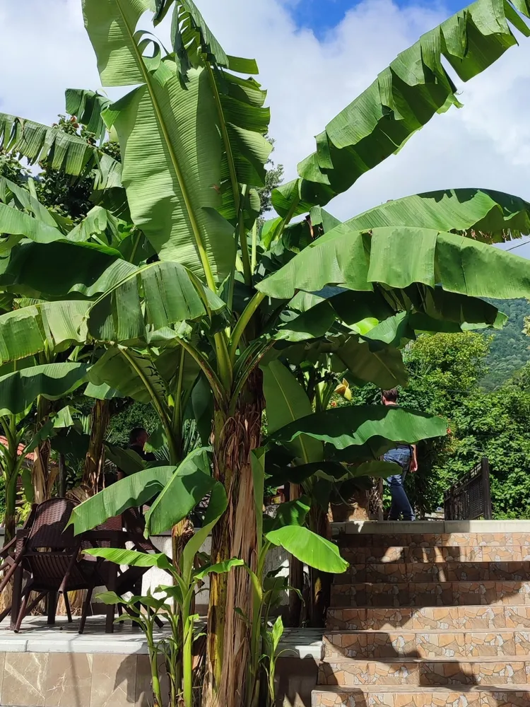 musa basjoo plant showing characteristic features