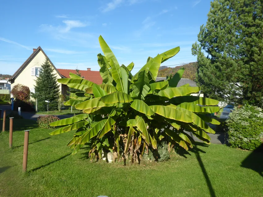 musa basjoo plant showing characteristic features
