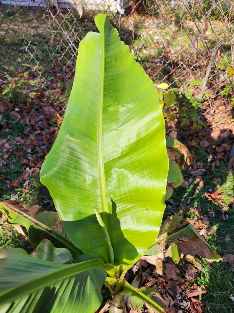 musa basjoo plant showing characteristic features