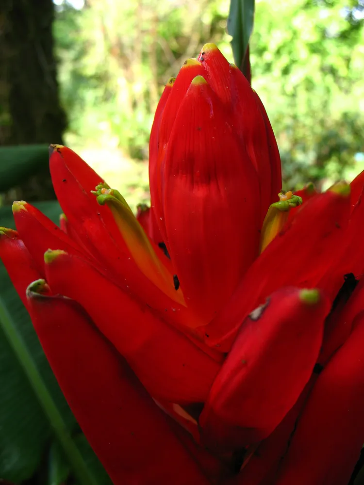 musa coccinea plant showing characteristic features
