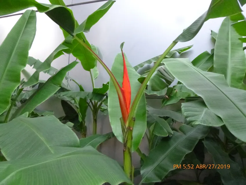 musa coccinea plant showing characteristic features