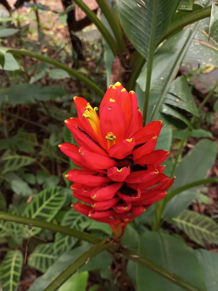 musa coccinea plant showing characteristic features