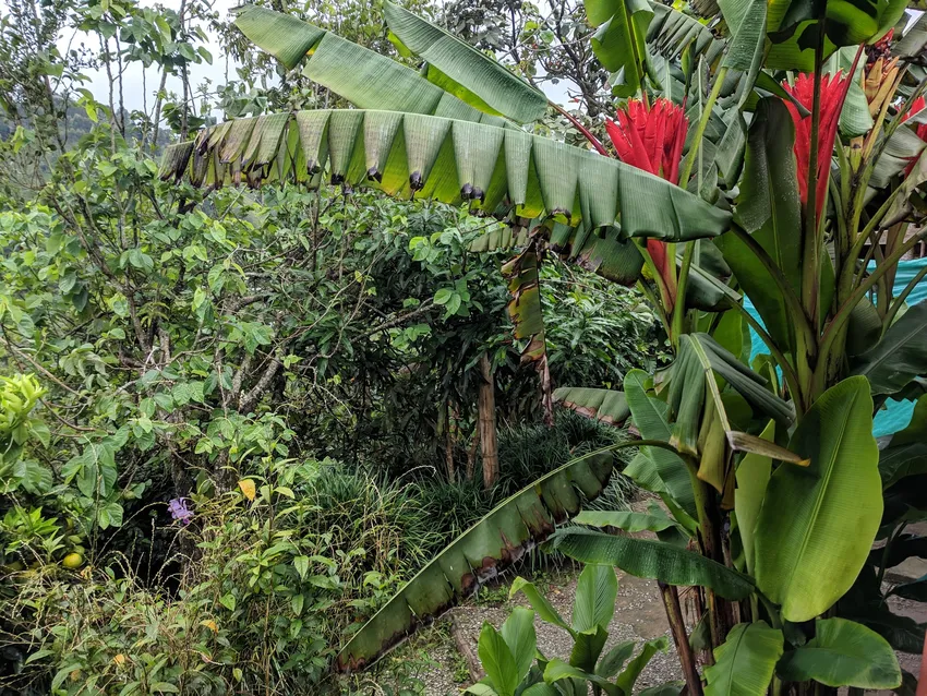 musa coccinea plant showing characteristic features