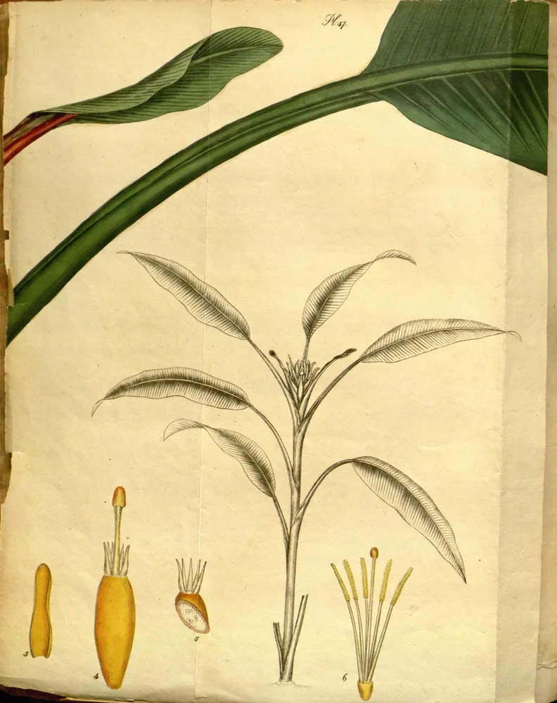 musa coccinea plant showing characteristic features