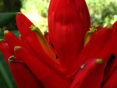 thumbnail musa coccinea