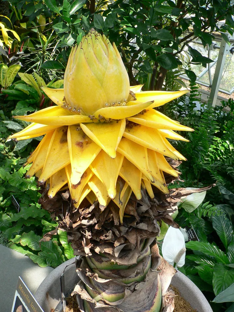 musa lasiocarpa plant showing characteristic features