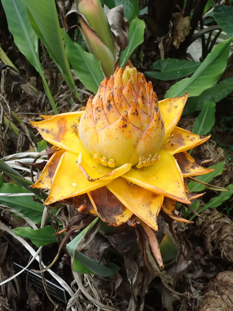 musa lasiocarpa plant showing characteristic features