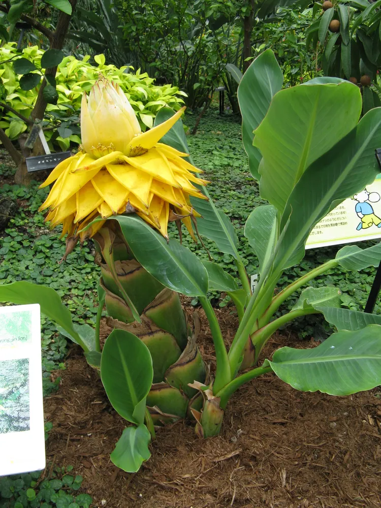 musa lasiocarpa plant showing characteristic features
