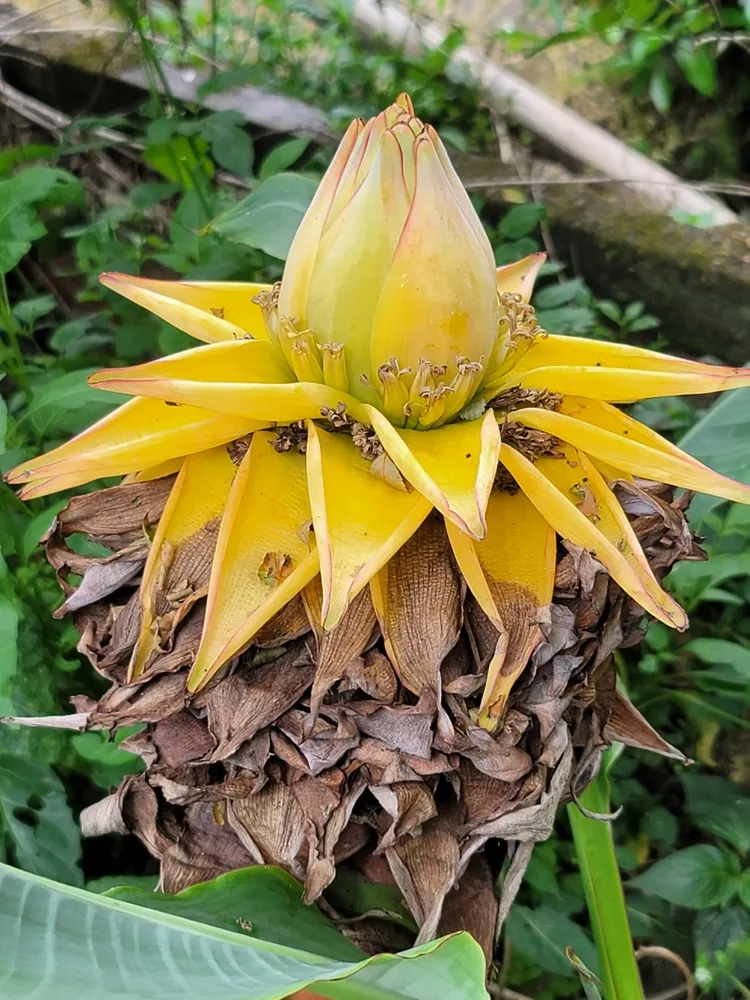 musa lasiocarpa plant showing characteristic features