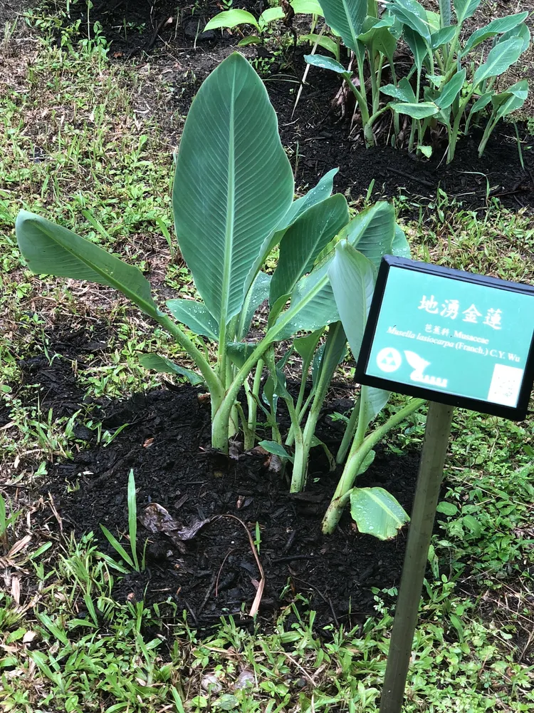 musa lasiocarpa plant showing characteristic features