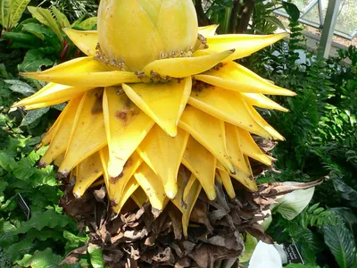 thumbnail musa lasiocarpa