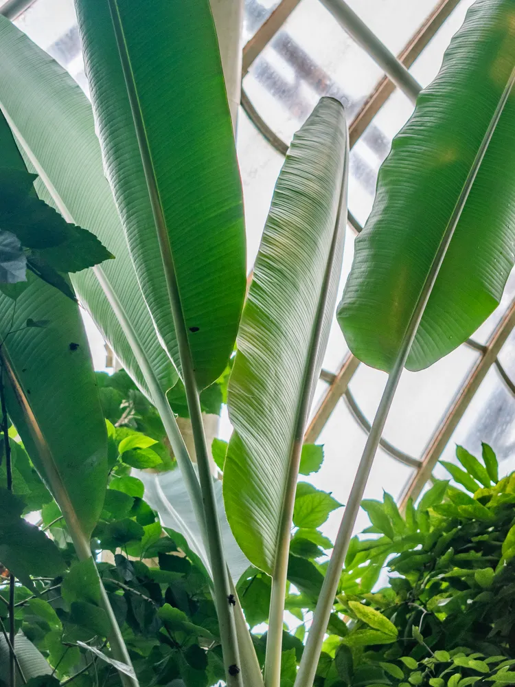 musa mannii plant showing characteristic features