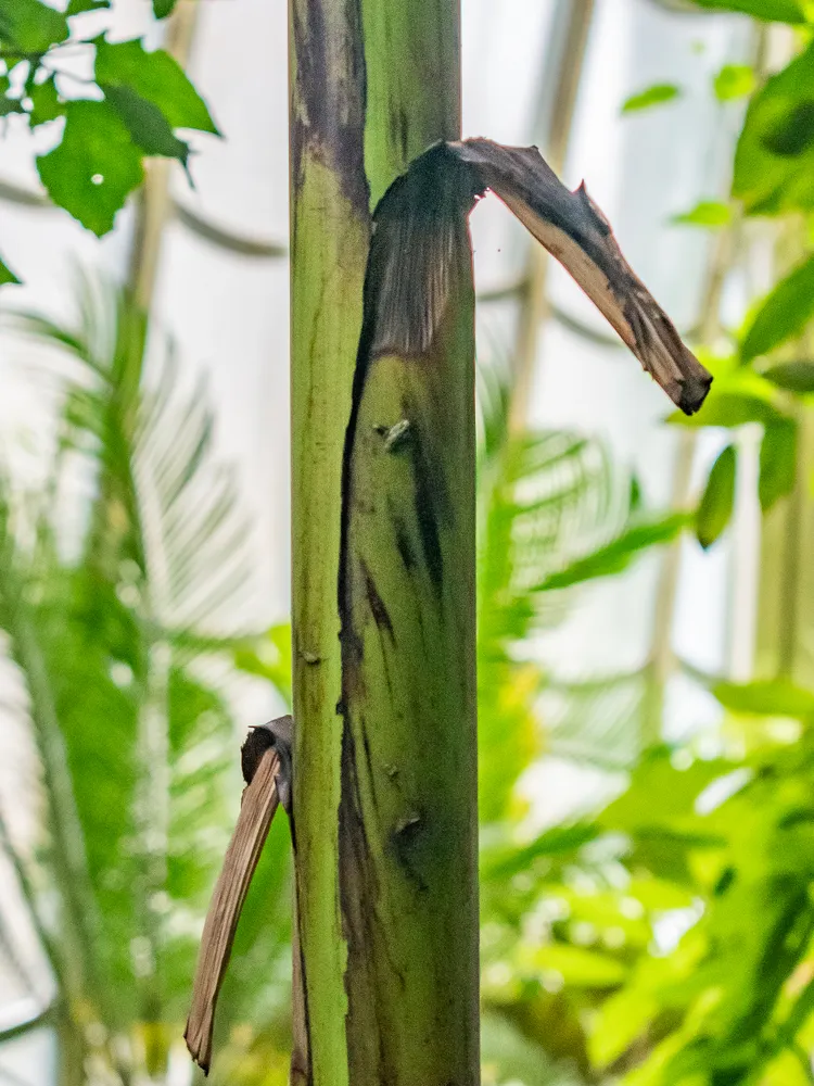 musa mannii plant showing characteristic features