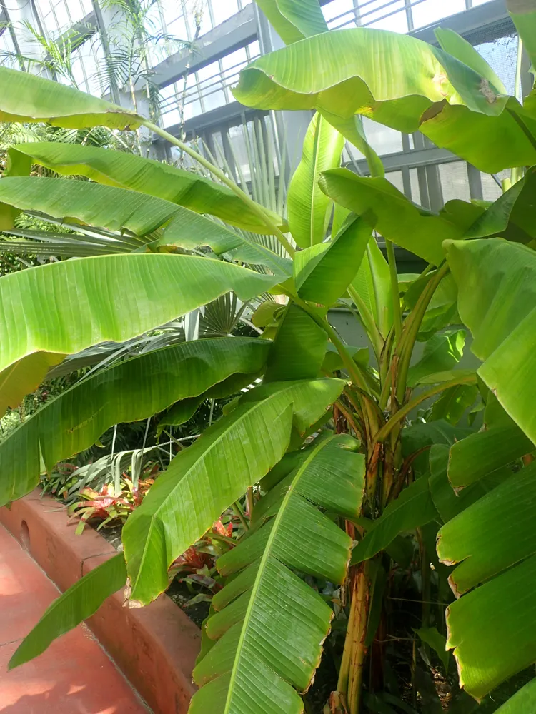 musa mannii plant showing characteristic features