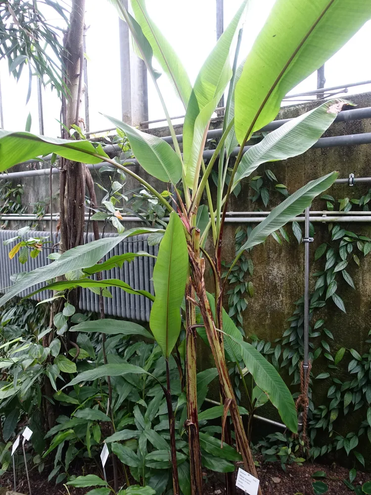 musa mannii plant showing characteristic features