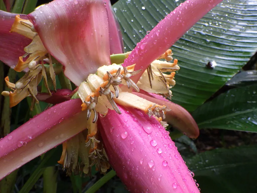 musa mannii plant showing characteristic features