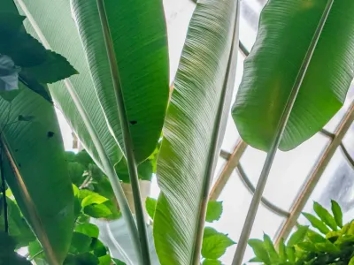 thumbnail musa mannii
